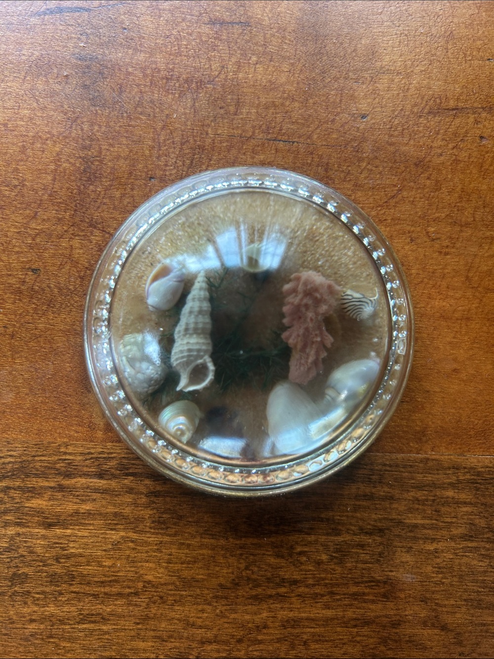 Vintage Seashell Decorative Paperweight - Clear Top, Natural Tones